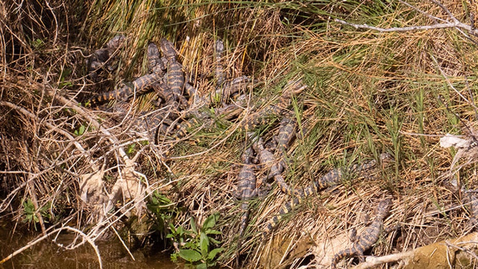 Volunteer at Texas wildlife refuge spots 20 baby alligators
