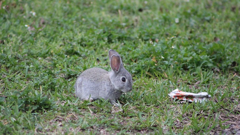 This Florida neighborhood is being taken over by bunnies