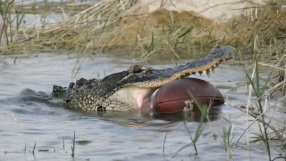 Alligator spotted carrying football in its mouth in Florida