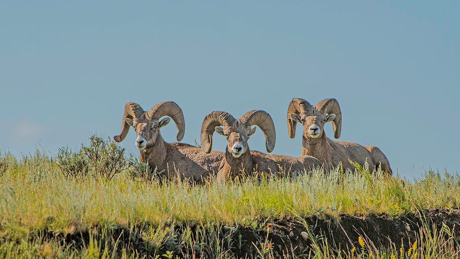 North Dakota has second record count of bighorn sheep