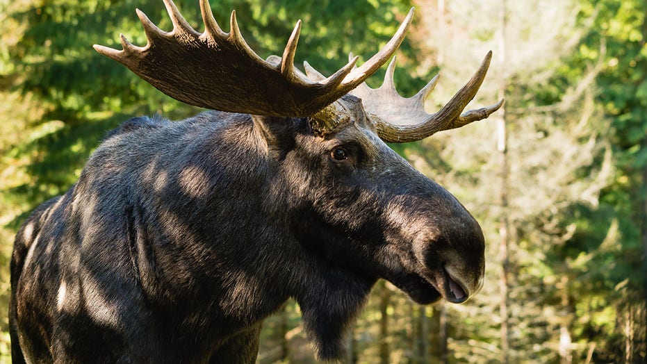 Vermont may add extra fall moose hunting season