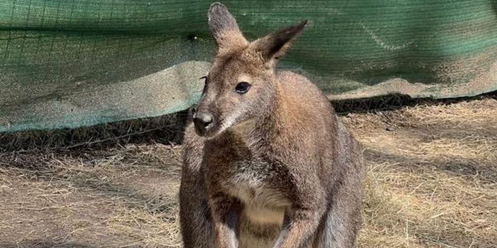 Pet wallaby 'Roo' goes missing in rural Oklahoma