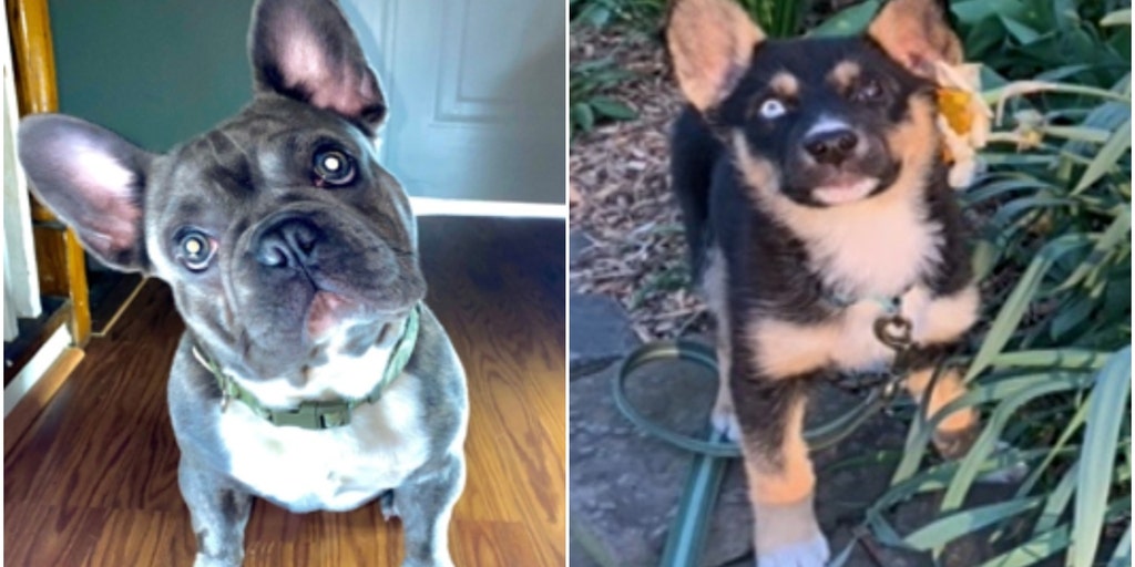 Puppies stolen at gunpoint in DC; police offering $10k reward for information leading to 4 suspects - Vimarsana News