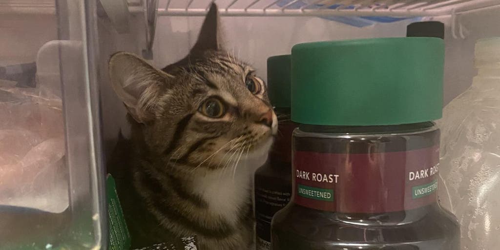 Cat's hide-in-fridge antics leads owner to ask for help in viral post: 'He does this every time' - Vimarsana News