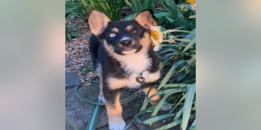 DC men arrested after puppy stolen at gunpoint released without charges - Vimarsana News