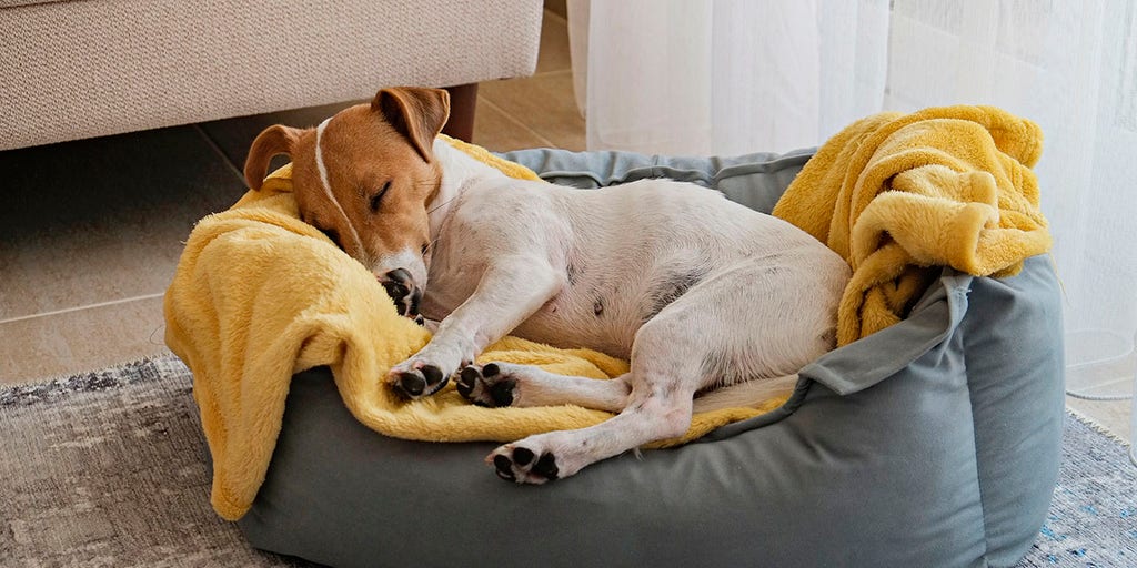 Keeping your dog's heart healthy: What to know - Vimarsana News