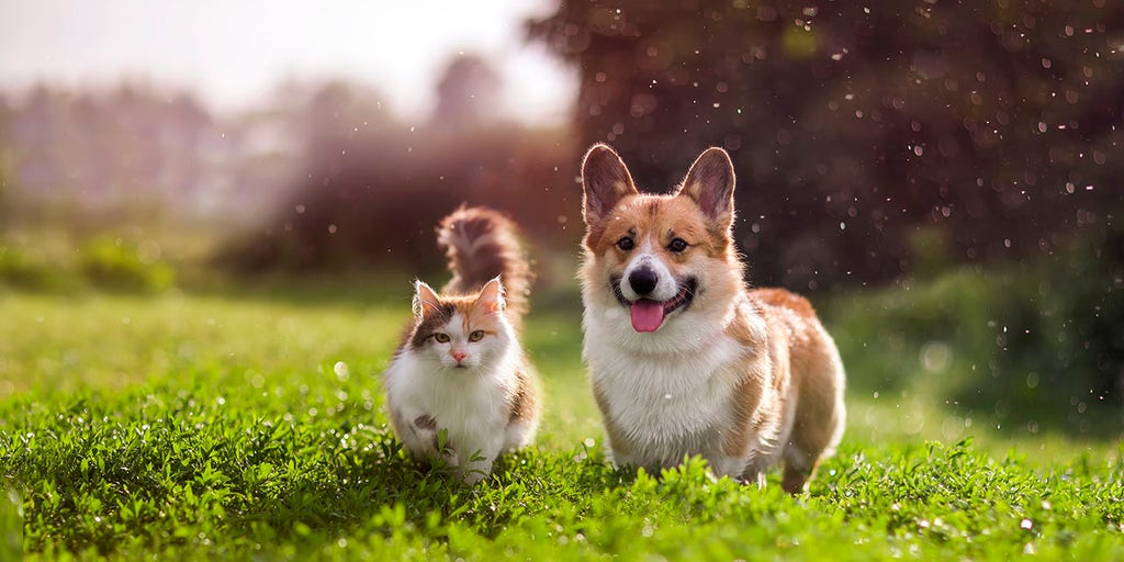 These Are the Most Popular Names for Dogs and Cats - Parade Pets