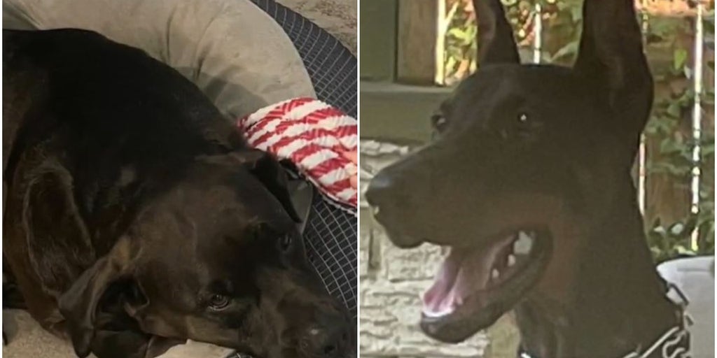 Texas dogs found shot to death; one decapitated - Vimarsana News