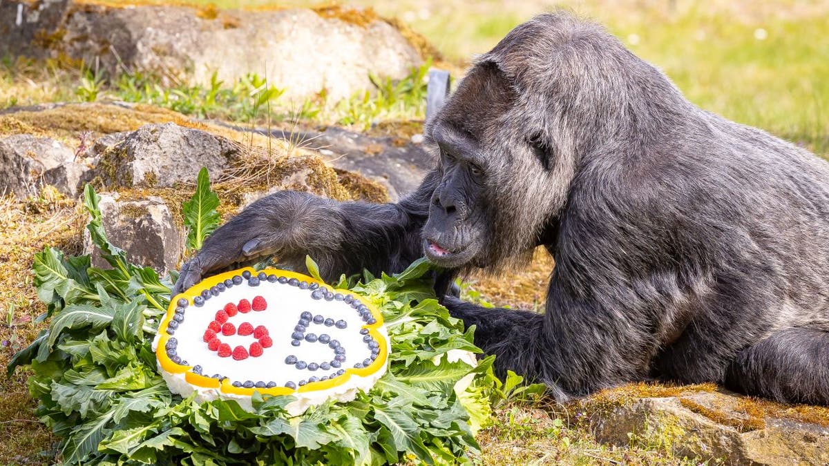 Zoo Berlin gorilla Fatou celebrates 65th birthday with cake