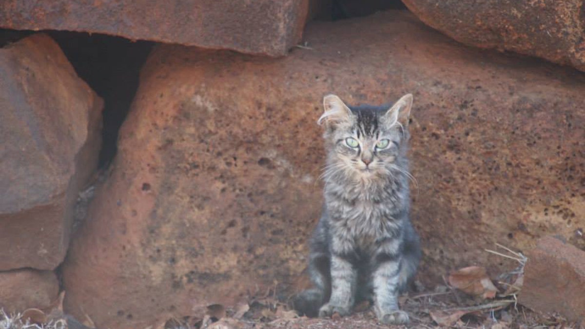 Stray cat in Kauai, HI