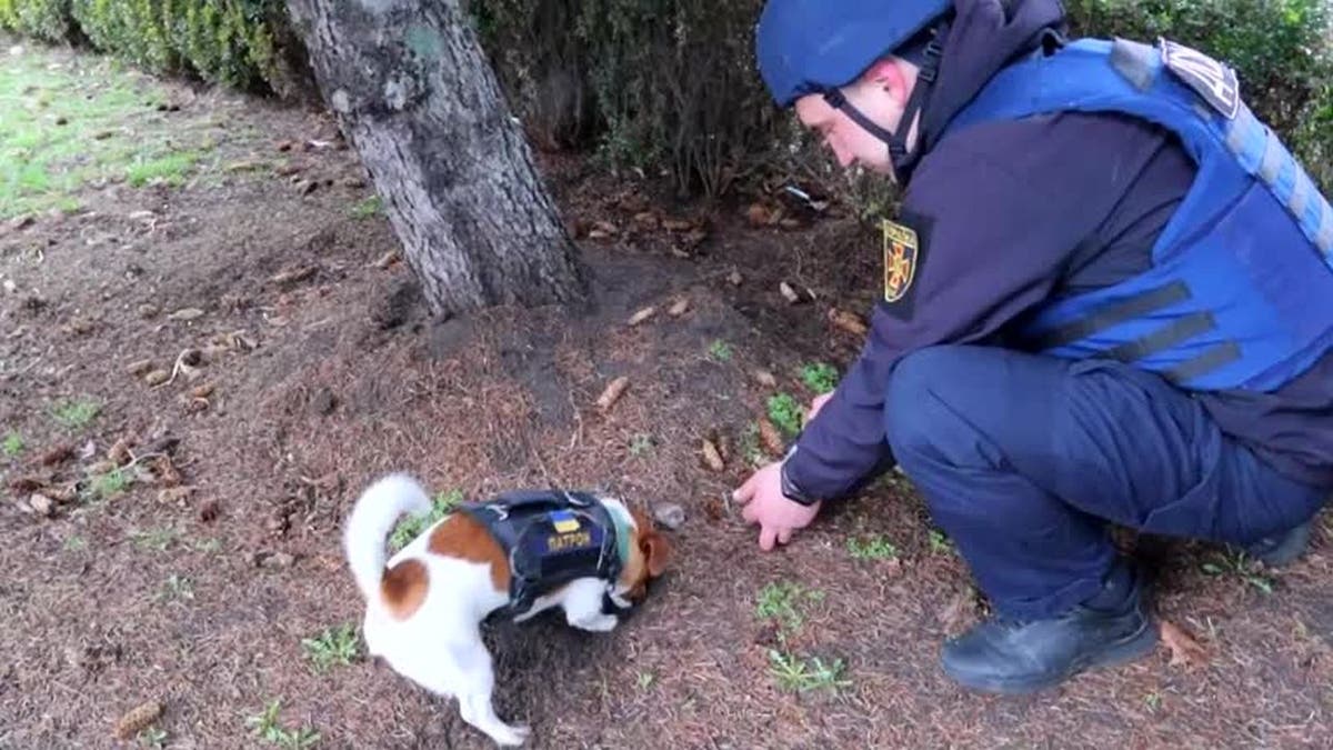 Dog detects bomb underground in Ukraine