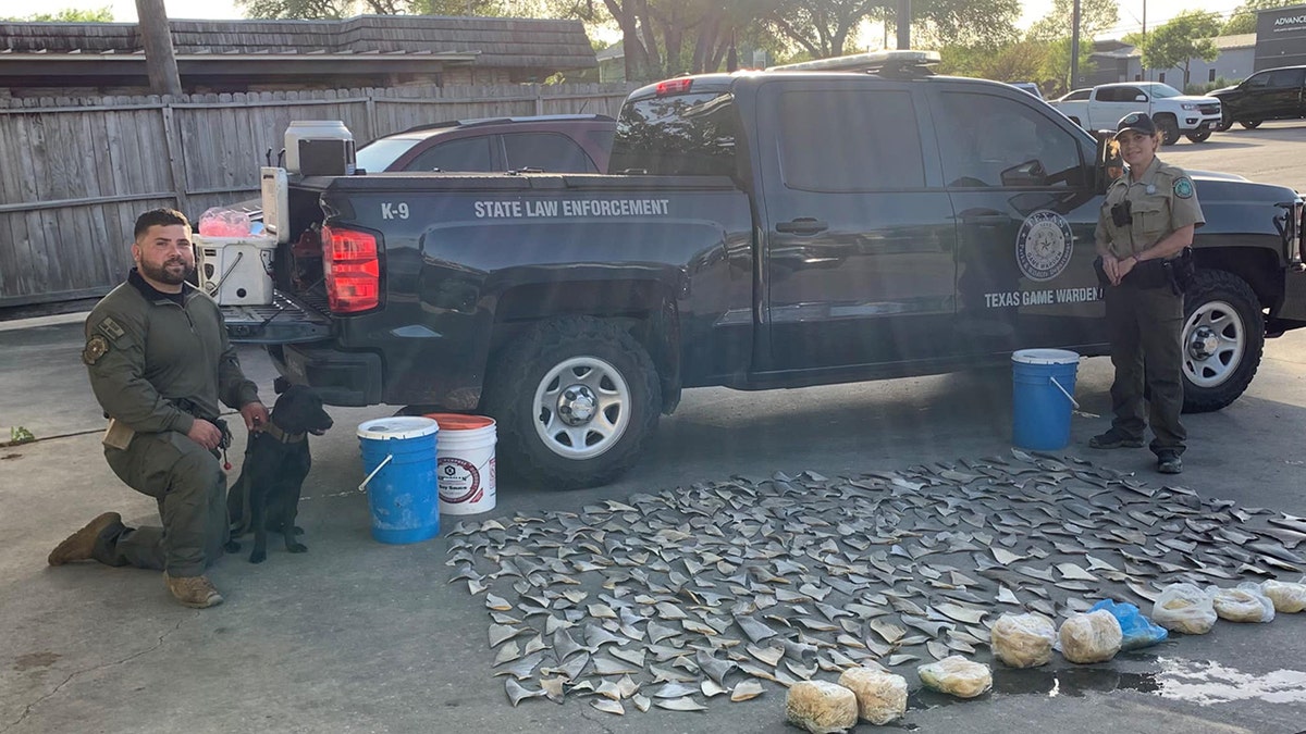 Shark fins recovered Texas