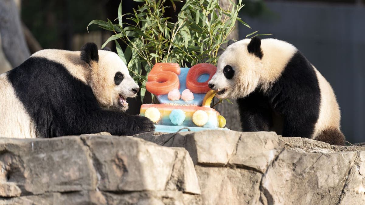 National zoo pandas Mei Xiang, Xiao Qi Ji