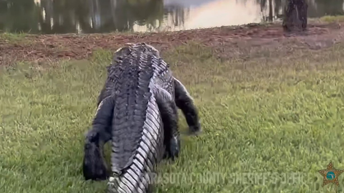 Alligator, Sarasota County, Florida