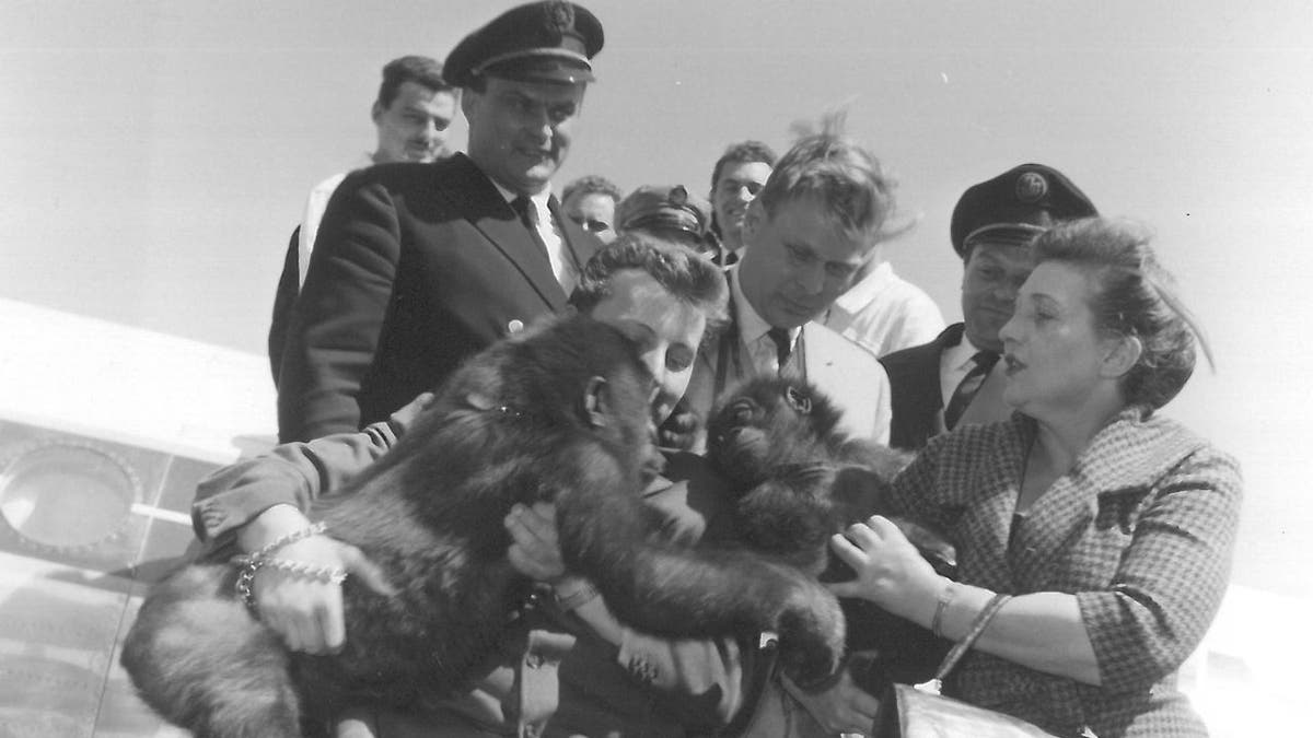 Zoo Berlin gorilla Fatou gets carried off plane in 1959