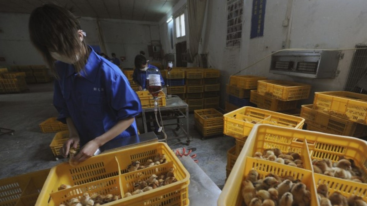 China workers vaccinate chicks