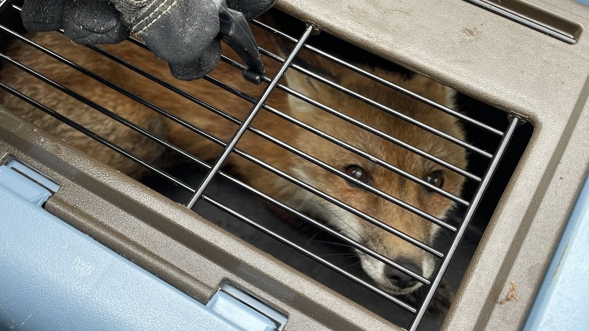 DC Animal Control "captured" a rogue fox hounding lawmakers and other visitors to Capitol Hill this week.