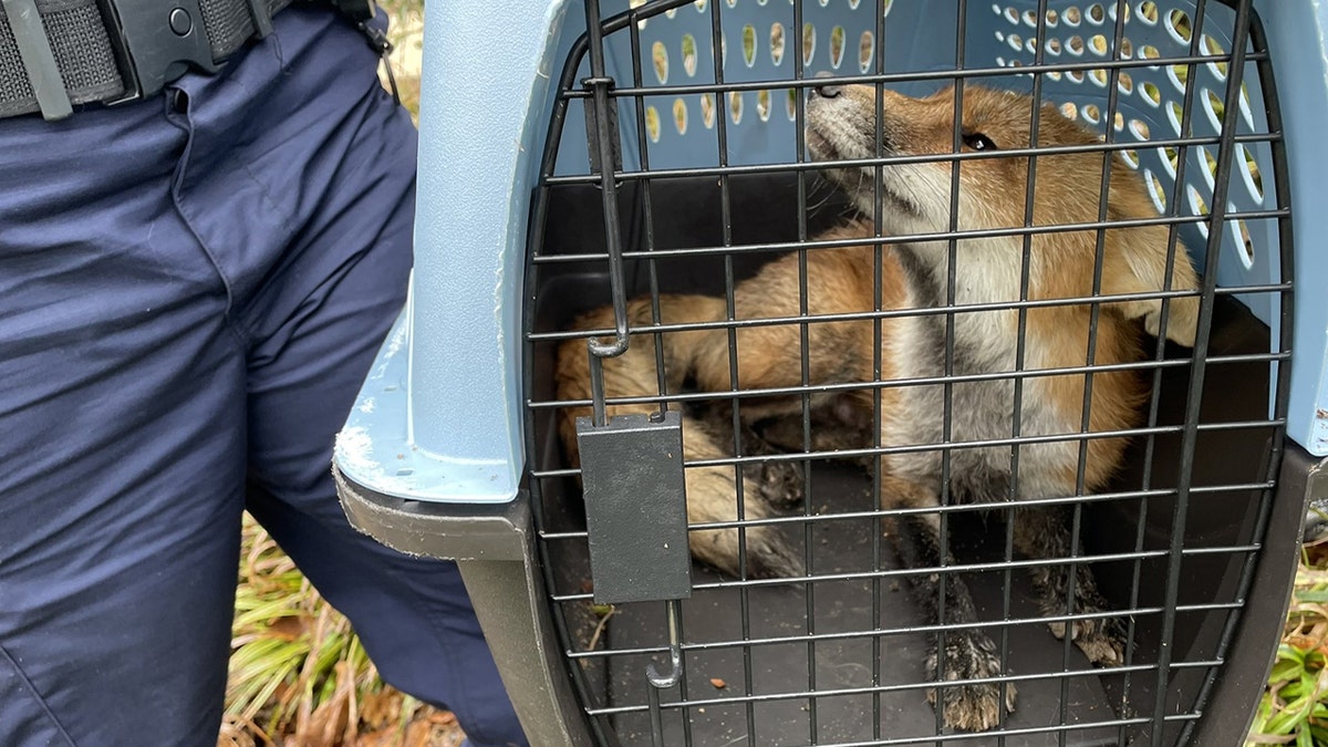 DC Animal Control "captured" a rogue fox hounding lawmakers and other visitors to Capitol Hill this week.