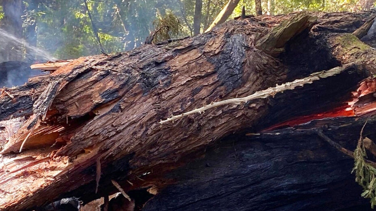 California old-growth coastal redwood tree