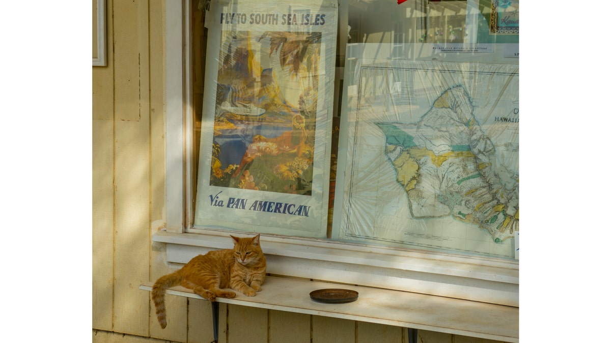 Street cat sits on window in Kauai, HI