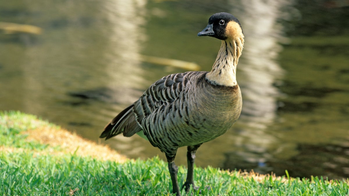 hawaiian goose 