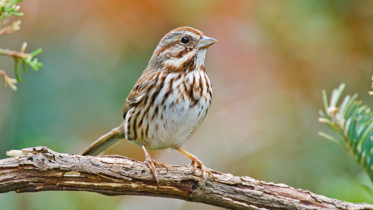 A sparrow in McLeansville, North Carolina.