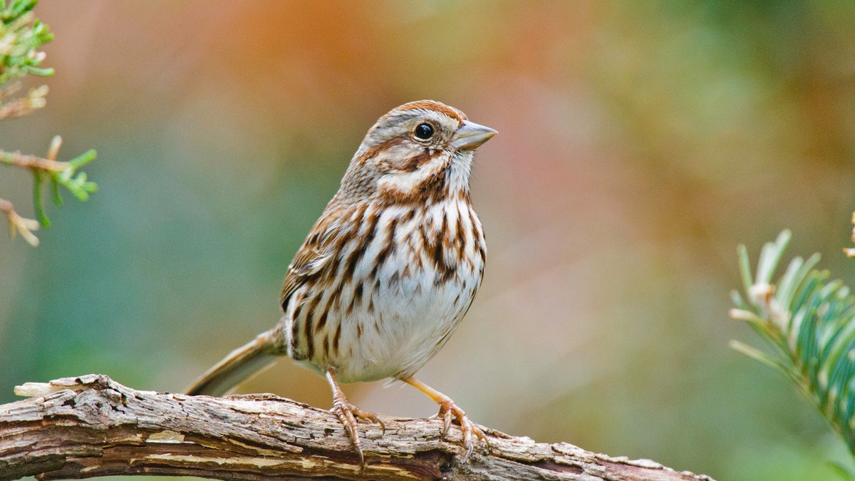 A sparrow in McLeansville, North Carolina.