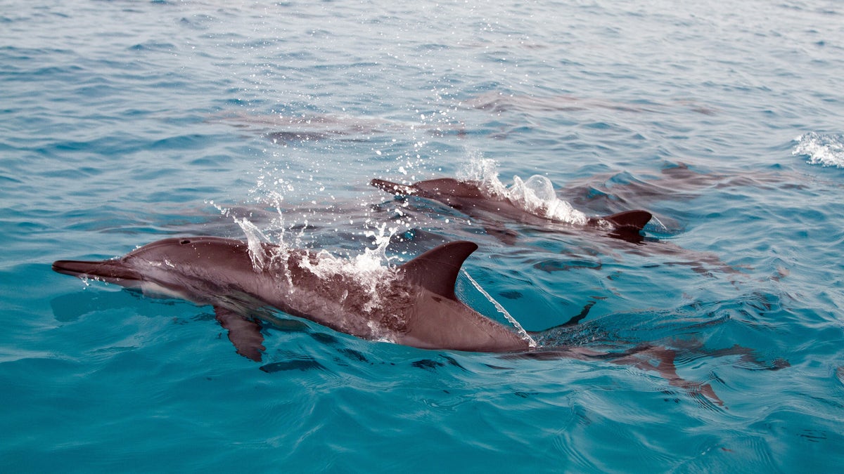Spinner dolphins in hawaii