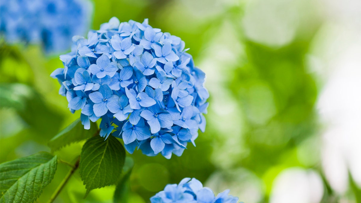 Beautiful blue Hydrangeas