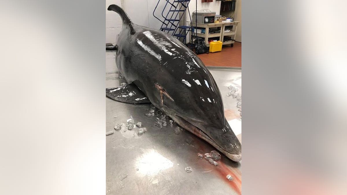 An adult female bottlenose dolphin was found dead due to an impalement to the head on Fort Myers Beach on March 24, 2022.