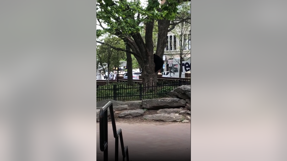 North Carolina Black Bear Climbs Tree After Crossing Street and Walking Through Downtown 1