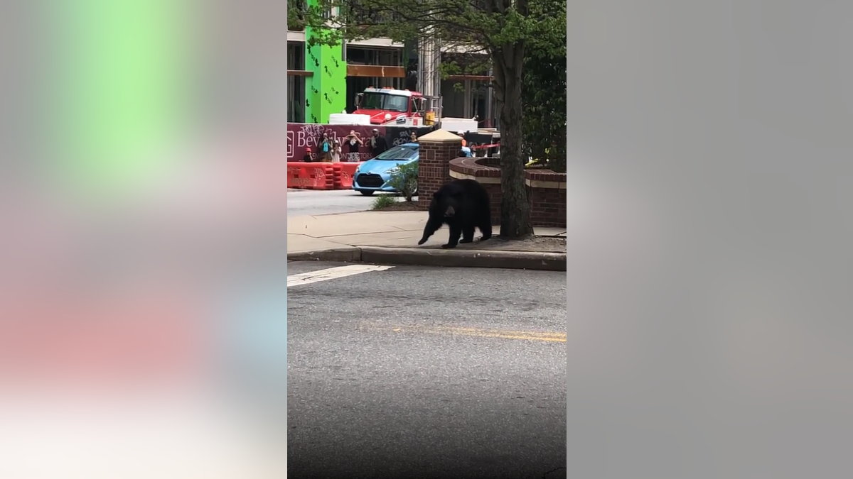 North Carolina Black Bear Looks Both Ways Before Crossing the Street 1