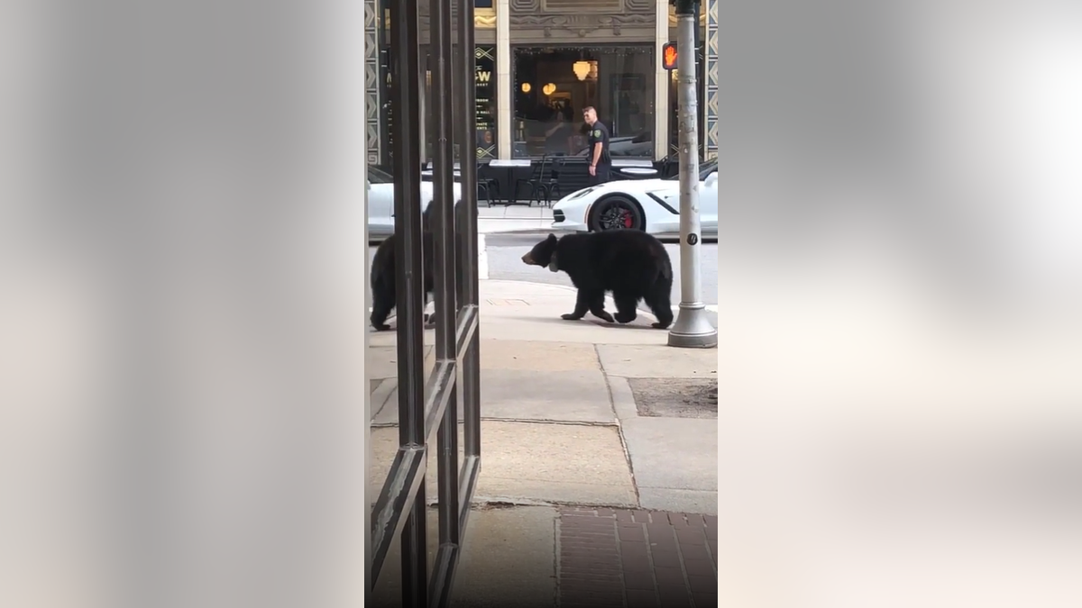 North Carolina Black Bear Walks By Stores After Crossing Street 1