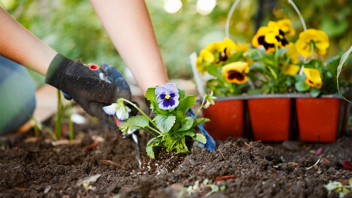 Pansies being planted