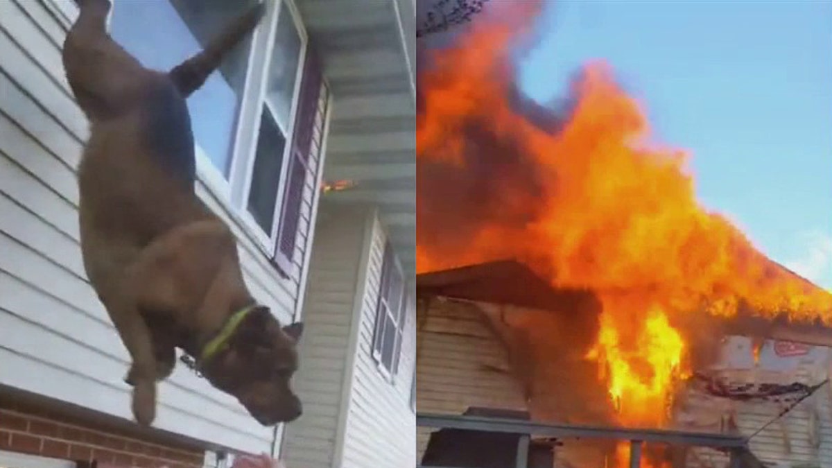 A dog in Berks County, Pennsylvania, escaped a burning home by jumping out a window.