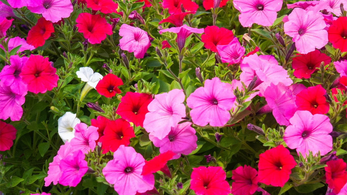 Petunias