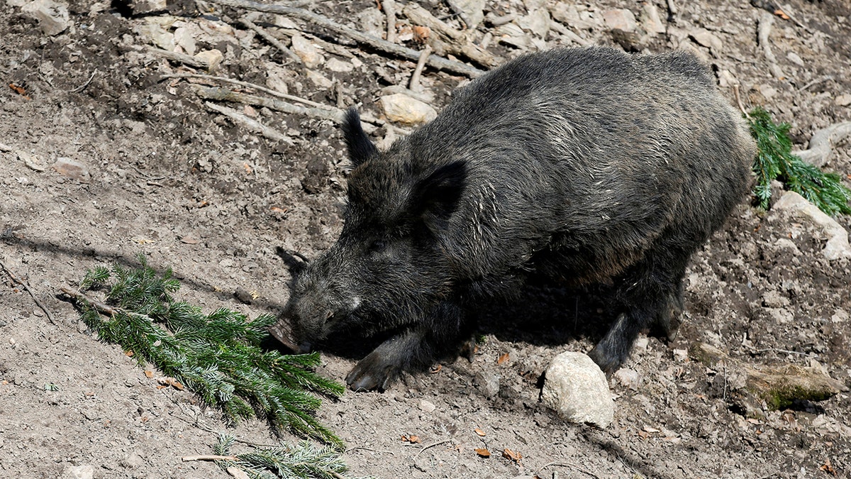 Putin the pig renamed by German animal park over Russia-Ukraine war | Fox  News
