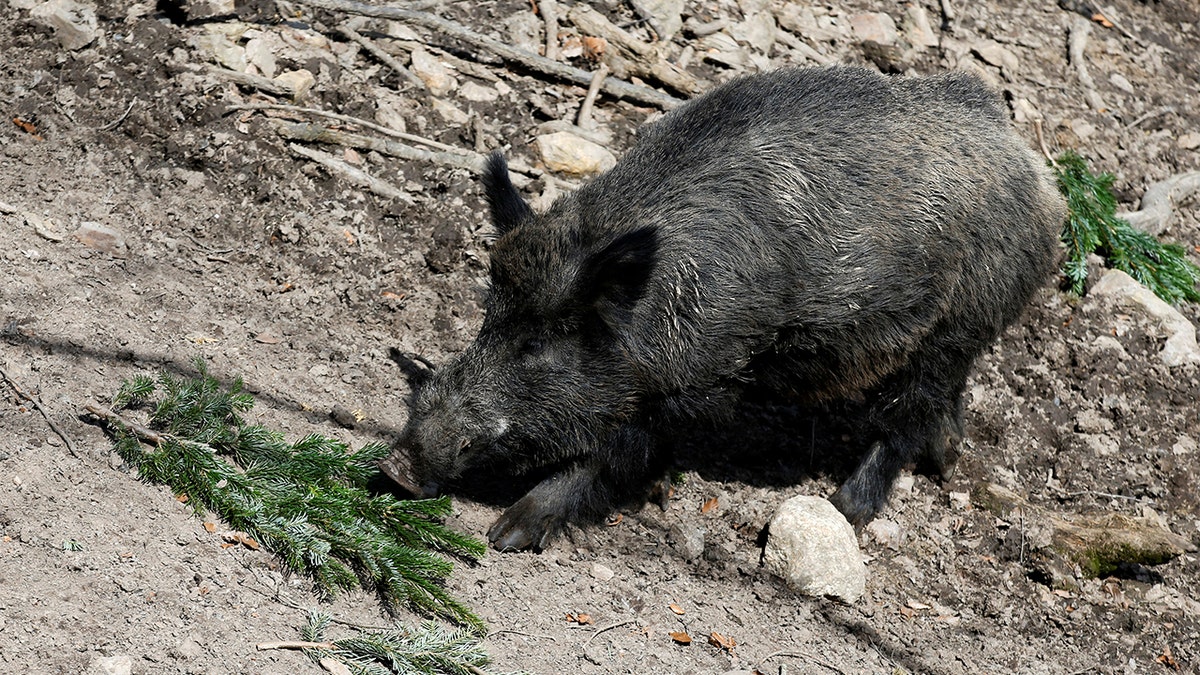 Putin the pig renamed by German animal park over Russia-Ukraine war | Fox News Putin the pig renamed by German animal park over Russia-Ukraine war | Fox News