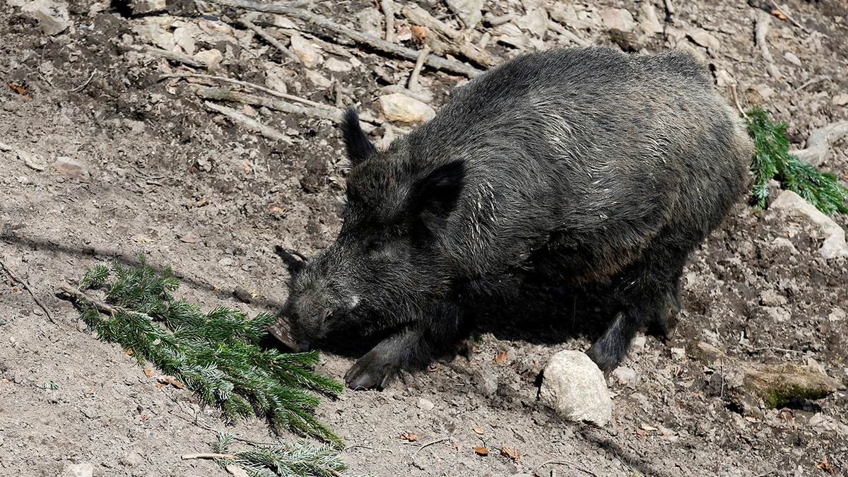 Wild boar Eberhofer