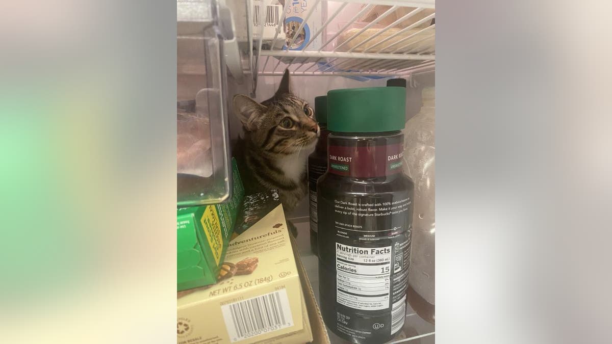 Trevor the pet cat hides in fridge