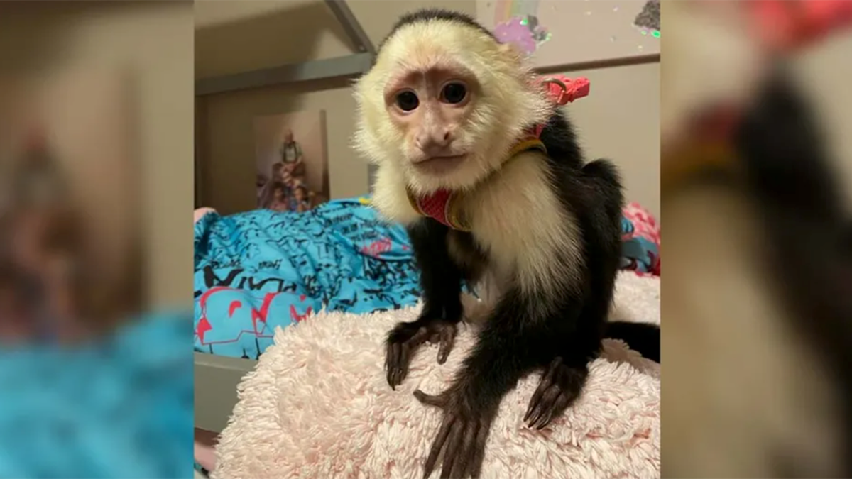Coco, missing monkey Minnesota
