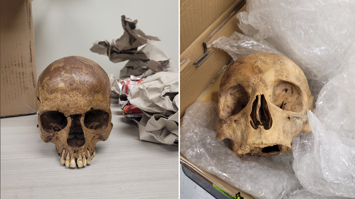 U.S. Customs and Border Protection Agriculture Specialists (CBPAS) at the International Mail Facility (IMF) at O’Hare International Airport found human skulls among 1,667 prohibited items seized in transport.