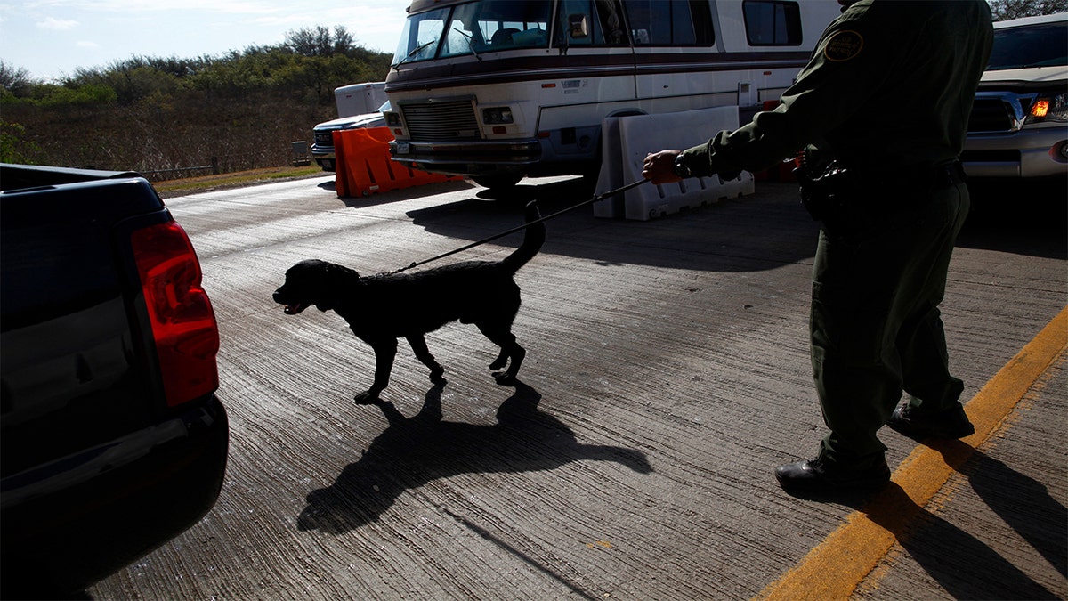 A U.S. Border Patrol agent checks cars at the Falfurrias checkpoint, near Falfurrias, Texas.