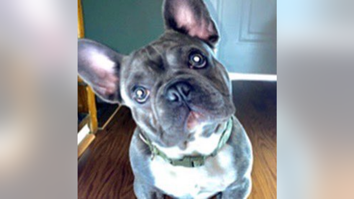 Bruno