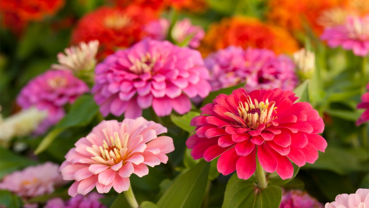 Zinnias