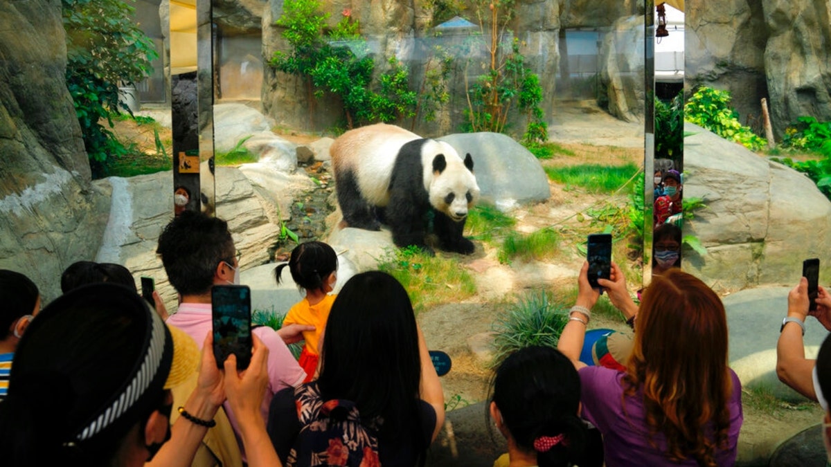Visitors take photographs of giant panda at Hong Kong's Ocean Park