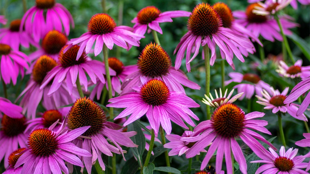 Coneflower