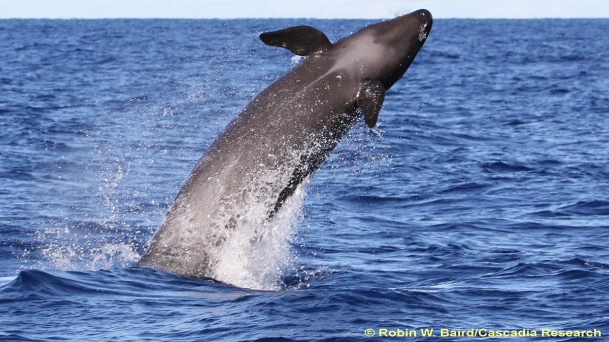 A false killer whale in Hawaii