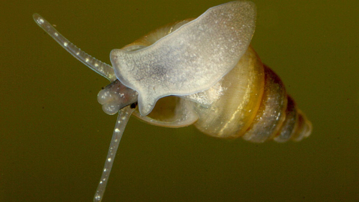 New Zealand Mud Snail