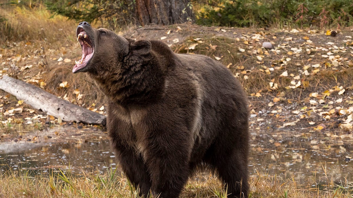 Grizzly Bear on all fours, mouth open